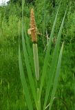 Typha latifolia