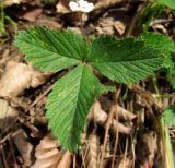 Potentilla micrantha. Лист, поражённый ржавчинным грибом (Phragmidium potentillae (Pers.) P. Karst.). Краснодарский край, Сочи, окр. Адлера, у дороги. 15.02.2015.