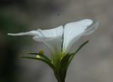 Parnassia laxmannii