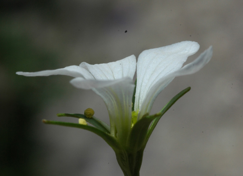 Image of Parnassia laxmannii specimen.