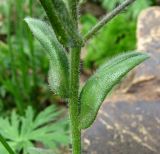 Myosotis alpestris