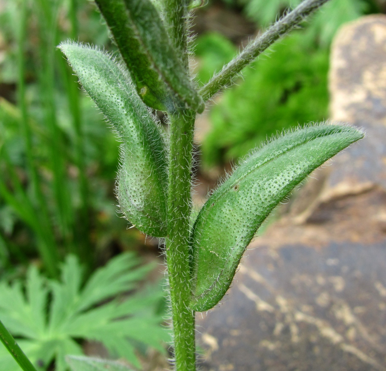 Изображение особи Myosotis alpestris.