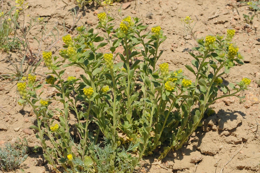 Изображение особи Alyssum dasycarpum.