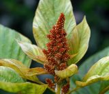 Amaranthus cruentus. Соцветие на верхушке растения. Московская обл., Раменский р-н, окр. дер. Хрипань, садовый участок. 01.08.2015.