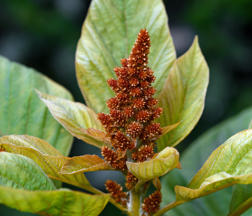 Изображение особи Amaranthus cruentus.