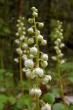 Pyrola rotundifolia