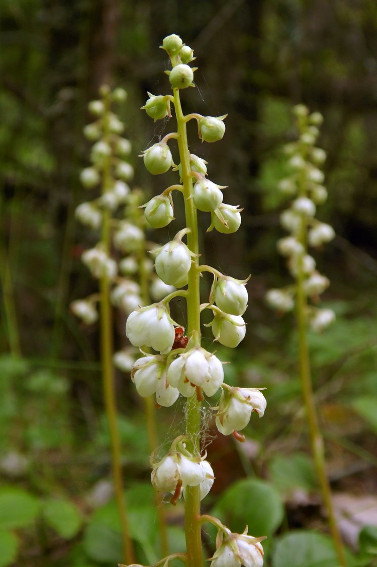 Изображение особи Pyrola rotundifolia.