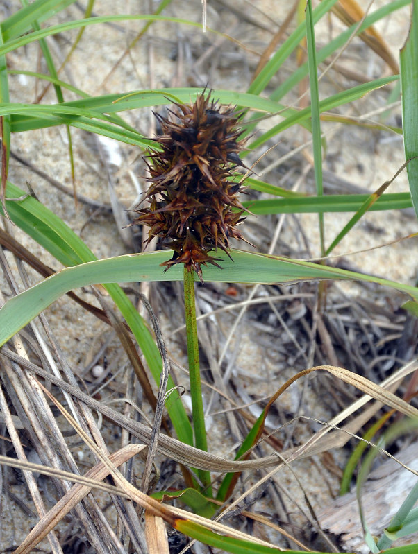 Изображение особи Carex macrocephala.