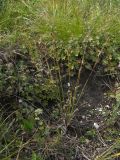 Carex caryophyllea