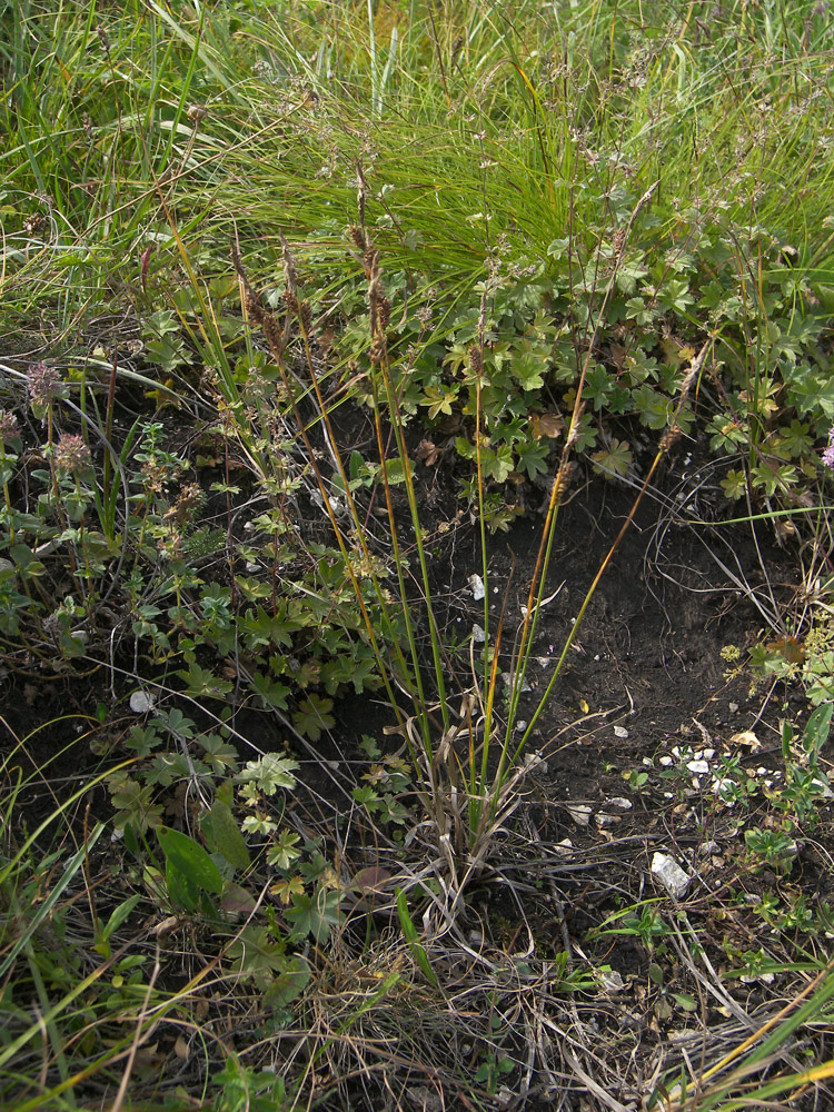 Image of Carex caryophyllea specimen.