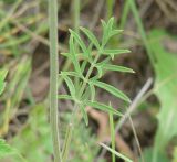 Pimpinella nigra. Верхний лист. Иркутская обл., Иркутский р-н, окр. пос. Марково. 21.07.2014.