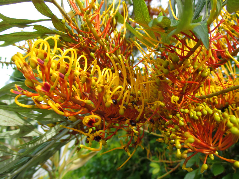 Image of Grevillea robusta specimen.