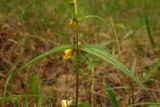 Melampyrum pratense