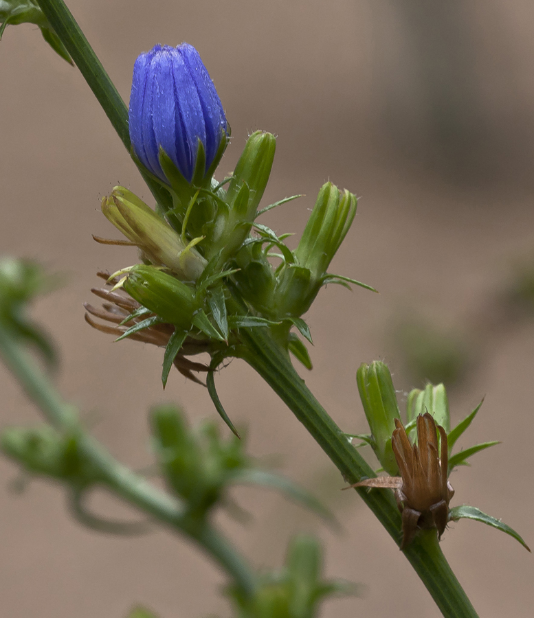 Изображение особи Cichorium intybus.