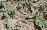 Garhadiolus papposus