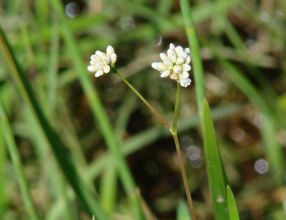 Image of Truellum sieboldii specimen.