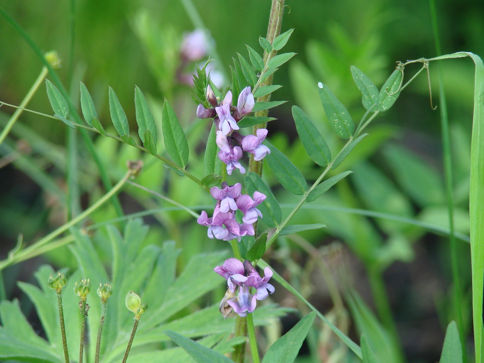 Image of Vicia sepium specimen.