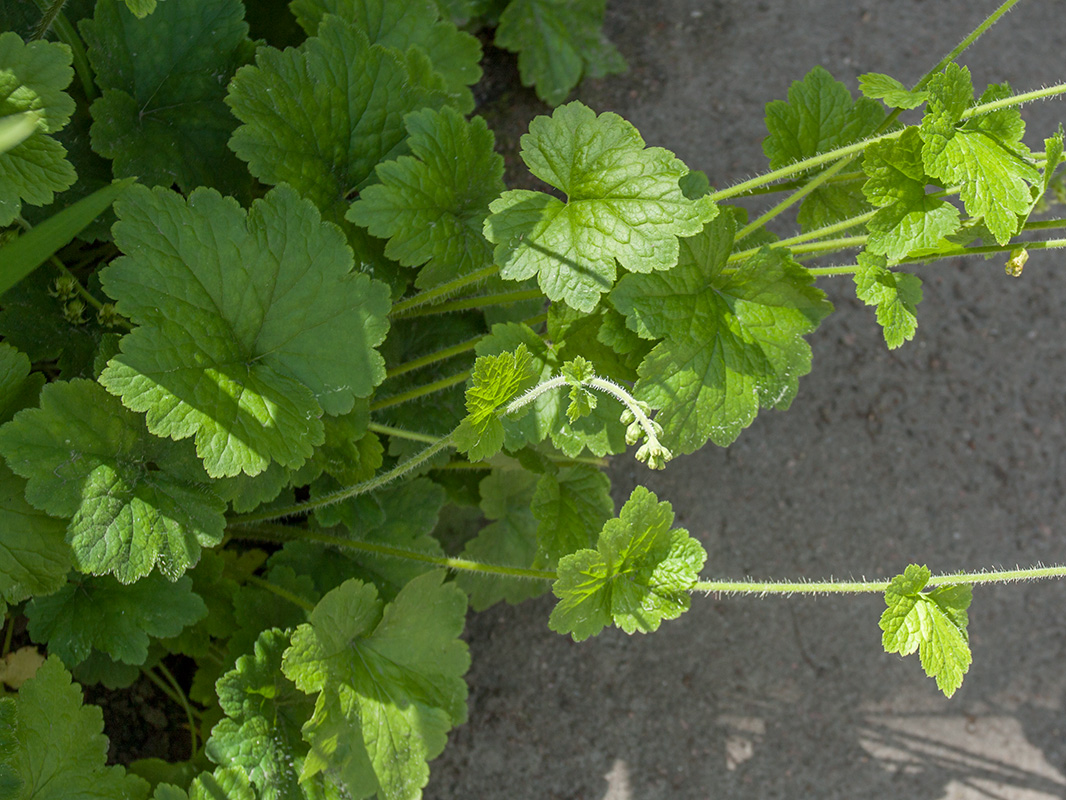 Image of Tellima grandiflora specimen.