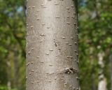 Ulmus laevis