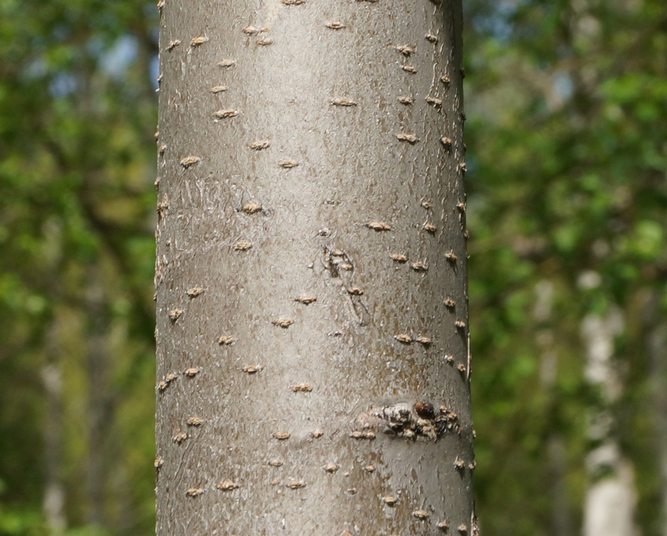 Image of Ulmus laevis specimen.
