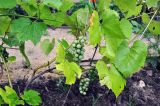 genus Vitis. Часть побега с плодами. Московская обл., Шатурский р-н, окр. пос. Туголесский Бор, садовый участок. 07.08.2014.