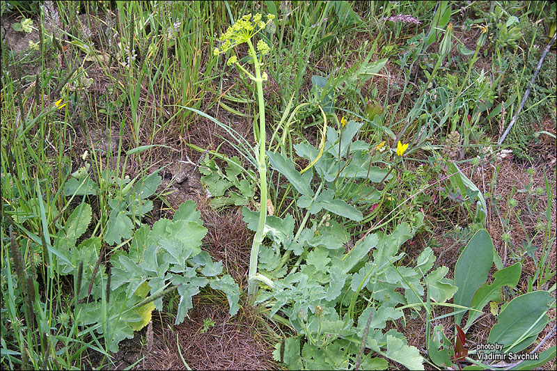 Изображение особи Pastinaca clausii.