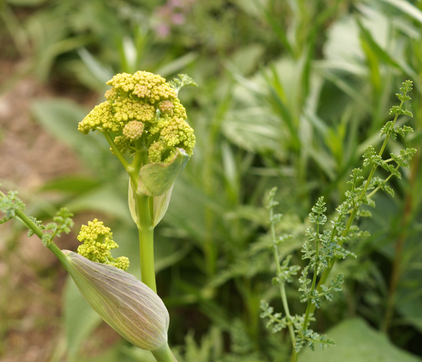 Изображение особи Ferula kelleri.