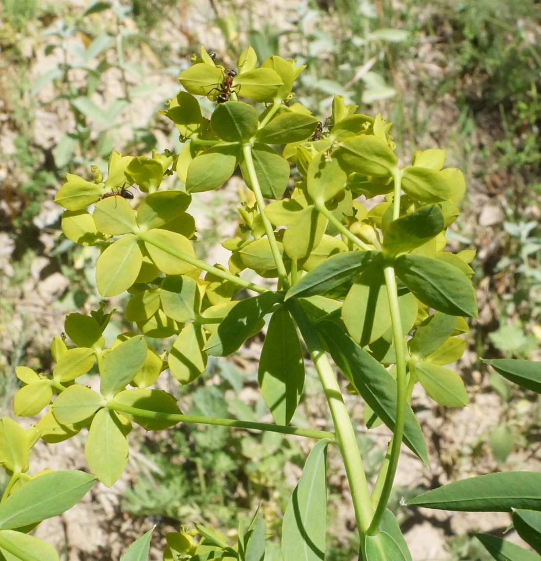 Изображение особи Euphorbia soongarica.