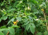 Rosa canina. Расцветающее соцветие и повреждённые листья. Москва, Кусково, у входа со стороны платформы \"Кусково\", в культуре. 30.05.2014.