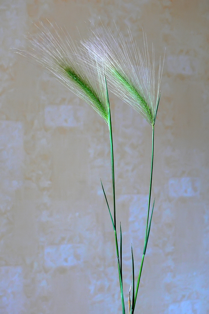 Image of Hordeum jubatum specimen.