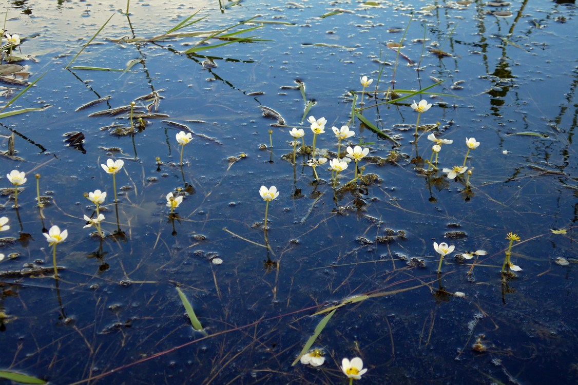 Изображение особи Ranunculus circinatus.