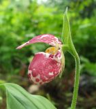 Cypripedium guttatum. Цветок. Подмосковье, в культуре. 28.05.2012.