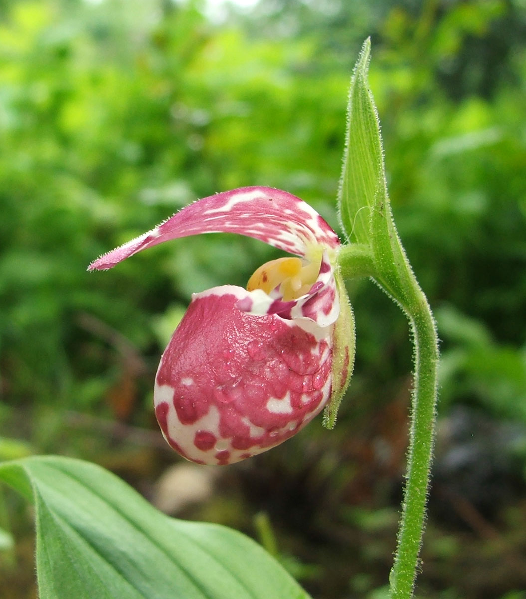 Image of Cypripedium guttatum specimen.
