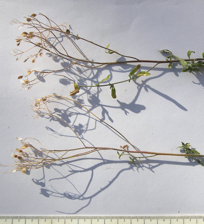 Изображение особи Odontarrhena muralis.