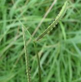 Paspalum dilatatum. Часть побега с соцветием. Абхазия, Гудаутский р-н, г. Новый Афон, у дороги. 18 августа 2009 г.