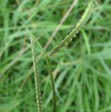 Paspalum dilatatum