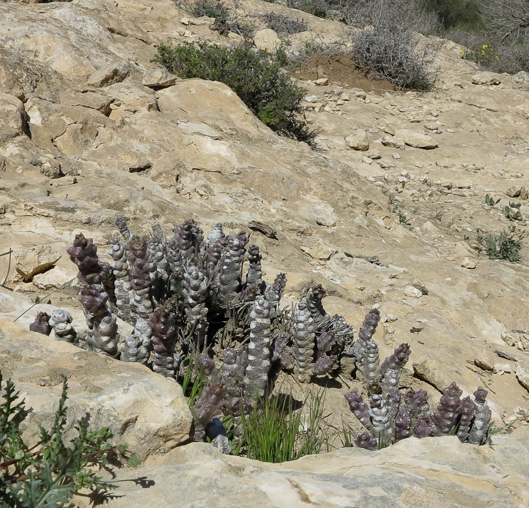 Image of Caralluma europaea specimen.