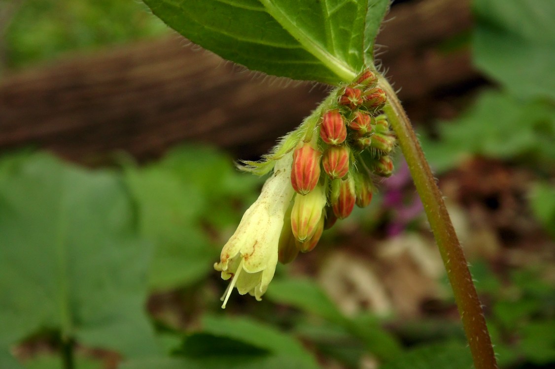 Image of Symphytum grandiflorum specimen.
