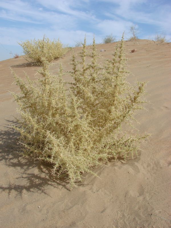 Изображение особи Agriophyllum lateriflorum.