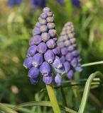genus Muscari