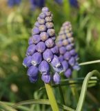 род Muscari