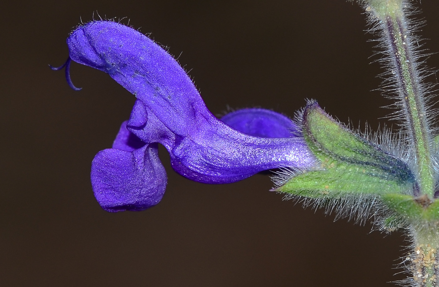 Image of Salvia lanigera specimen.