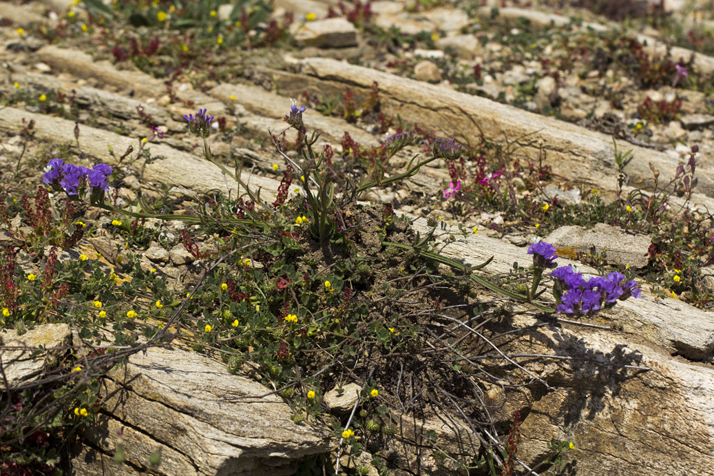 Изображение особи Limonium sinuatum.