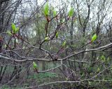 Crataegus rivularis