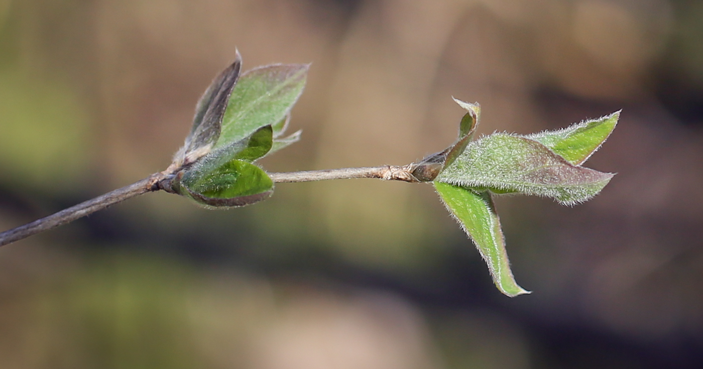 Изображение особи Lonicera xylosteum.