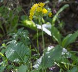 Primula macrocalyx