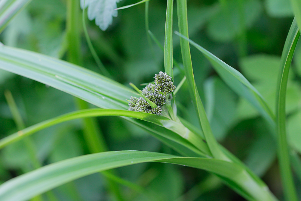 Изображение особи Scirpus sylvaticus.