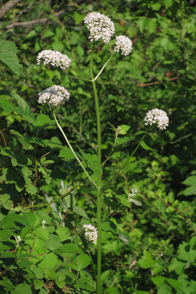 Изображение особи Valeriana grossheimii.