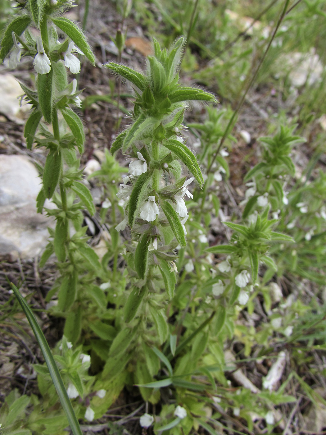 Image of Sideritis romana specimen.