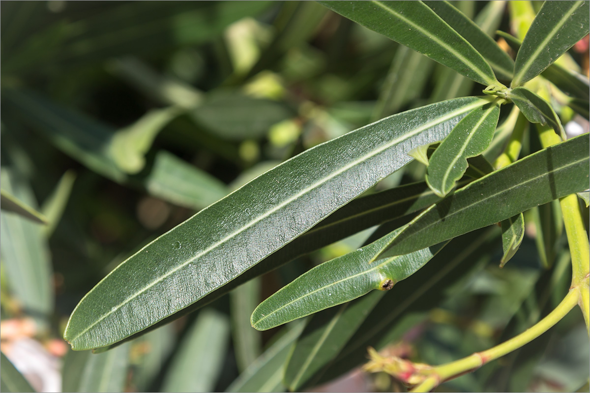 Image of Nerium oleander specimen.